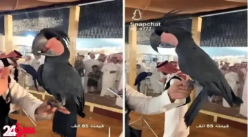 ببغاء نادر بسعر خيالي يثير ضجة.. تعرف على فصيلته وقيمته الحقيقية